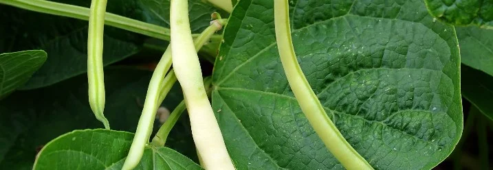 Grüne Bohnen an der Pflanze